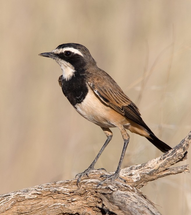 Capped WheatearCS2_7149