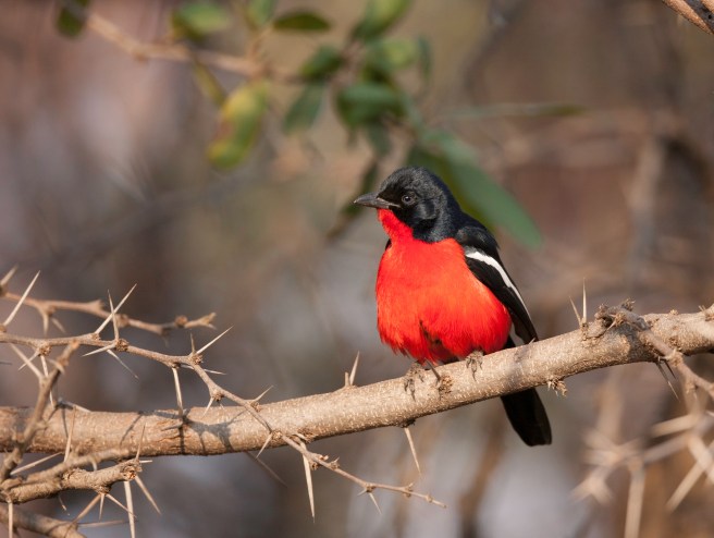 Rooibors-laksman_G1S7148