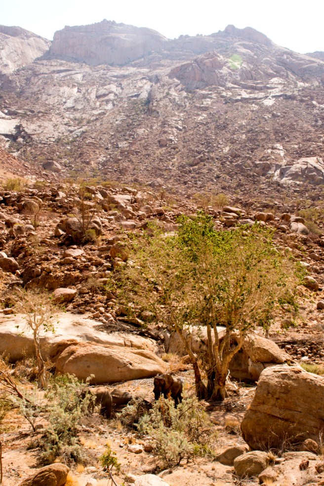 Olifant-by-white-lady